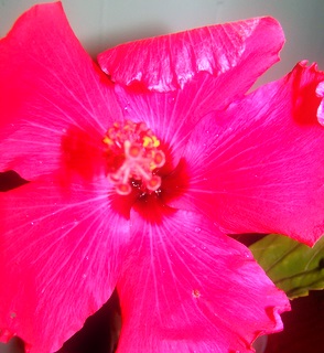 The Gift of a Flower.jpg
